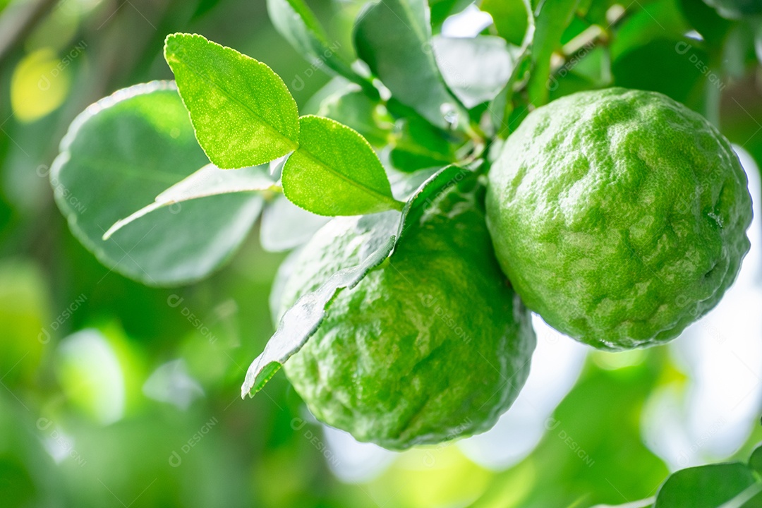 Galhos com bergamota