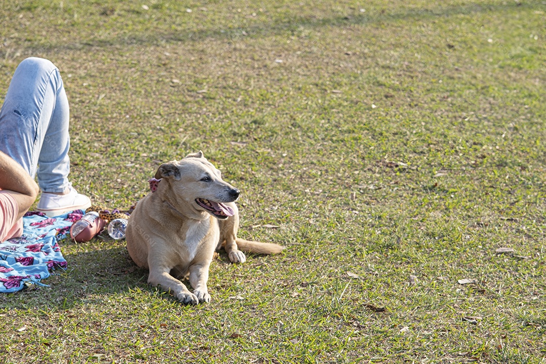 Cachorro fofo deitado na grama