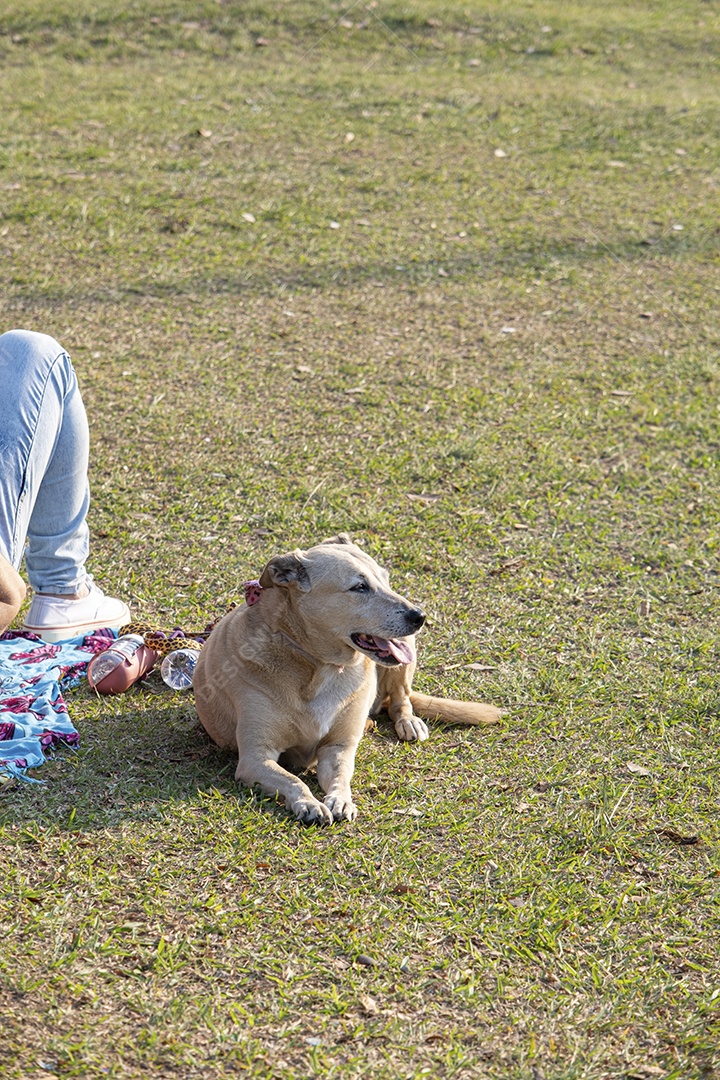 Cão sem raça definida deitado na grama e relaxando no pôr do sol