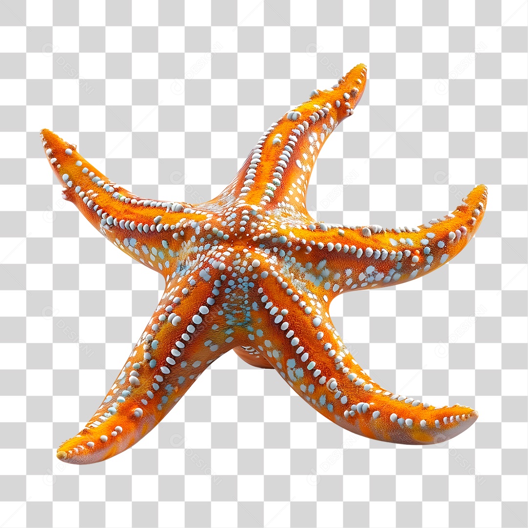 Estrela do Mar PNG Transparente