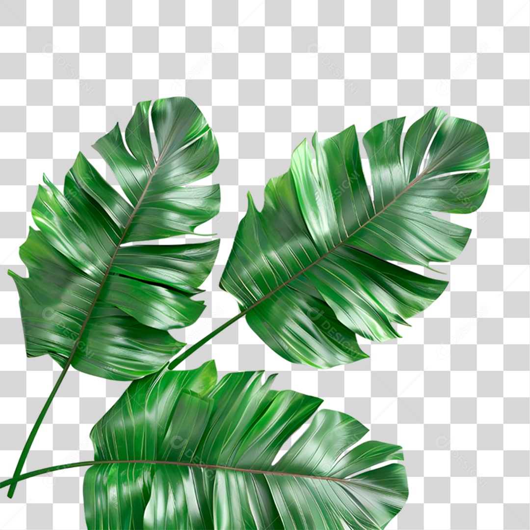 Folha Verde PNG Transparente