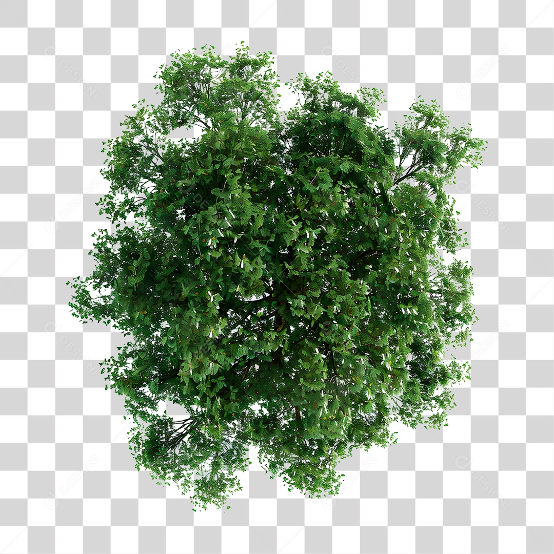 Árvore PNG Transparente