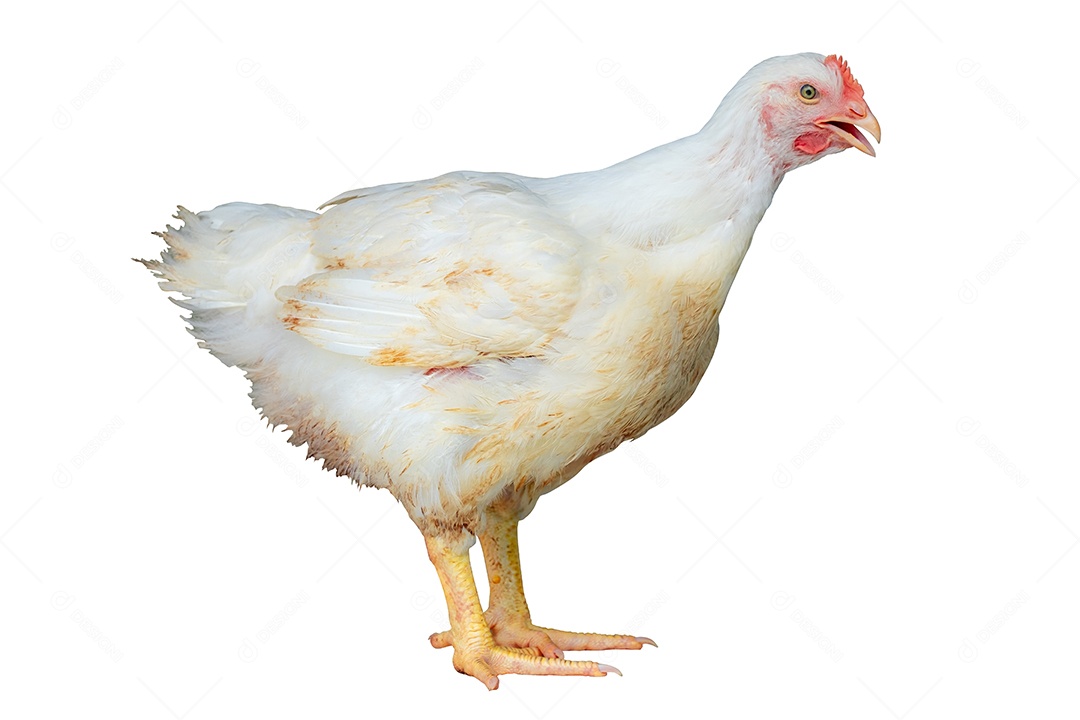 Chicken against white background