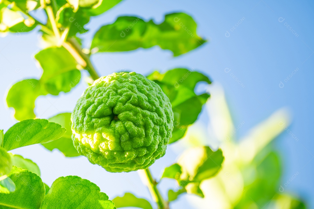 Galho com fruta bergamota contra céu azul