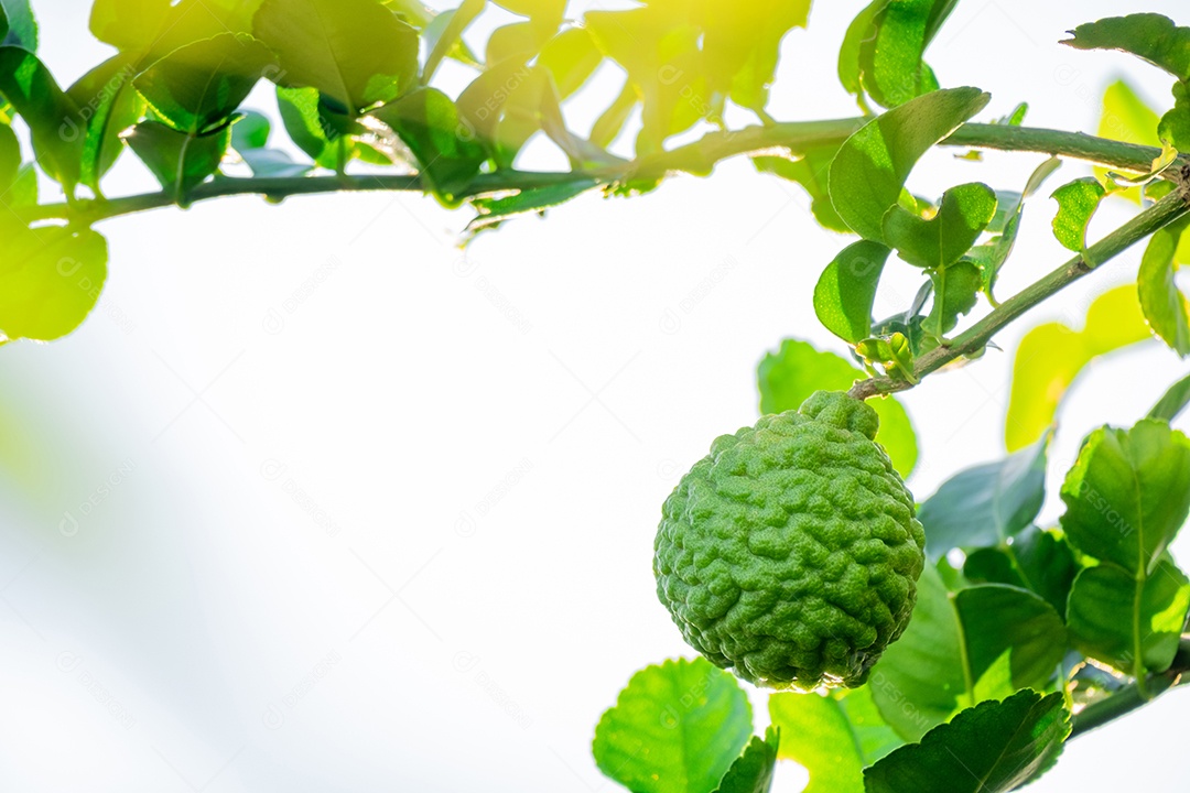 Galhos verde com bergamota contra céu nublado