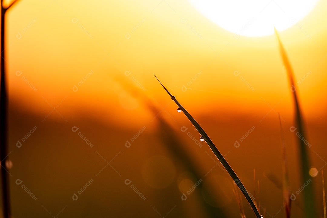 Detalhes de uma planta ao fundo de pôr do sol