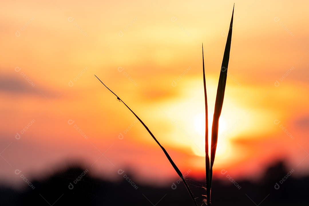 Detalhes perfeito de um lindo pôr do sol