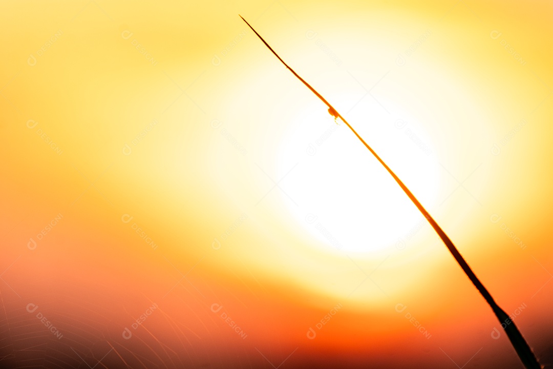 Detalhes de um lindo pôr do sol