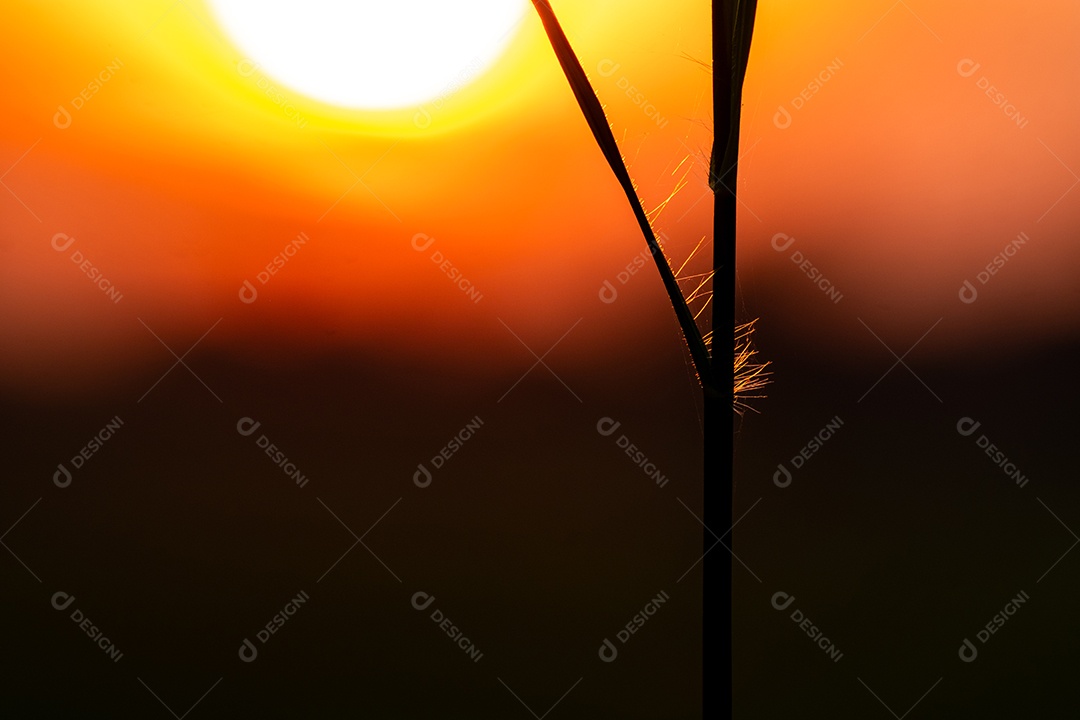 Detalhes de um pôr do sol