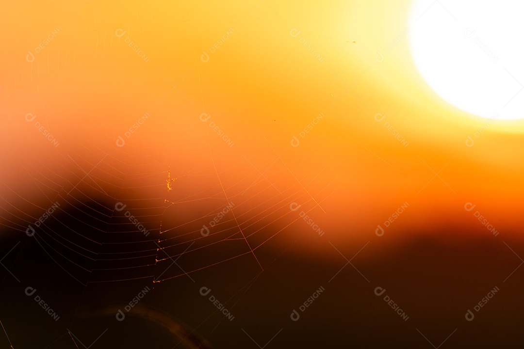 Telha de aranha contra céu