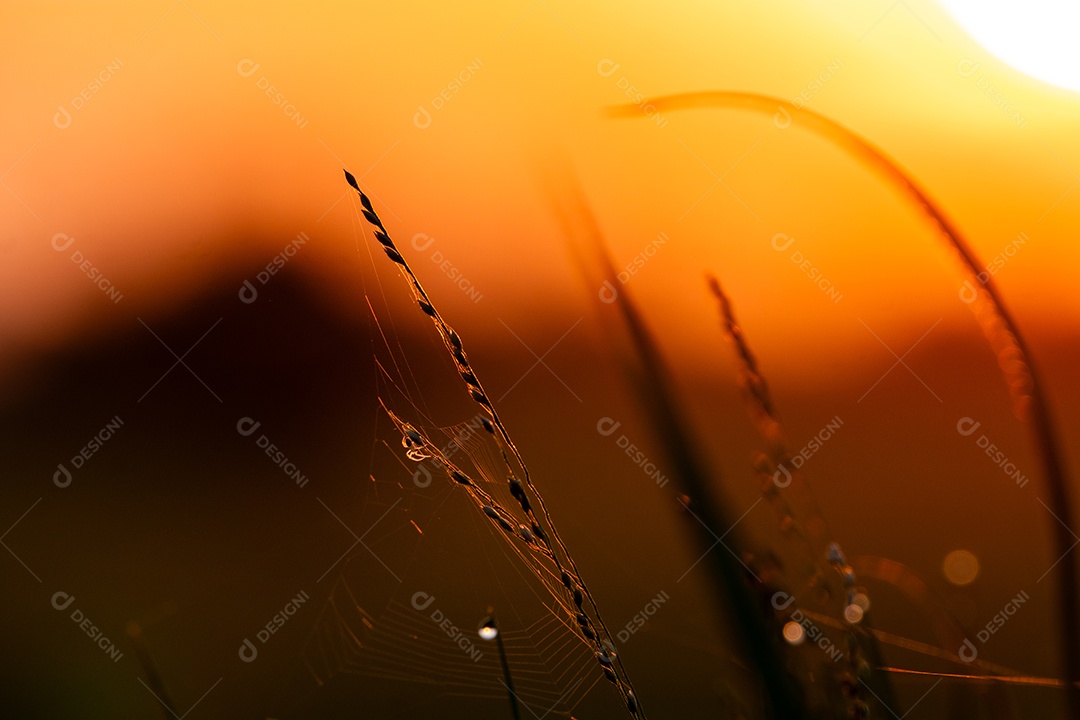 Paisagem de natureza