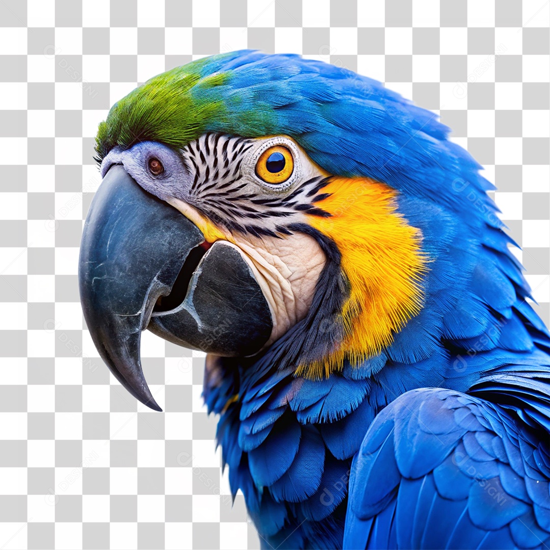 Arara Colorida Ave Silvestre PNG Transparente