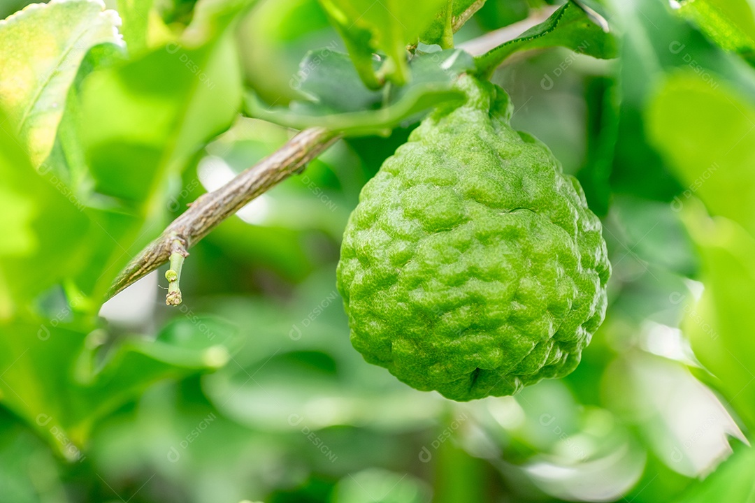 Galho com fruta bergamota contra fundo verde