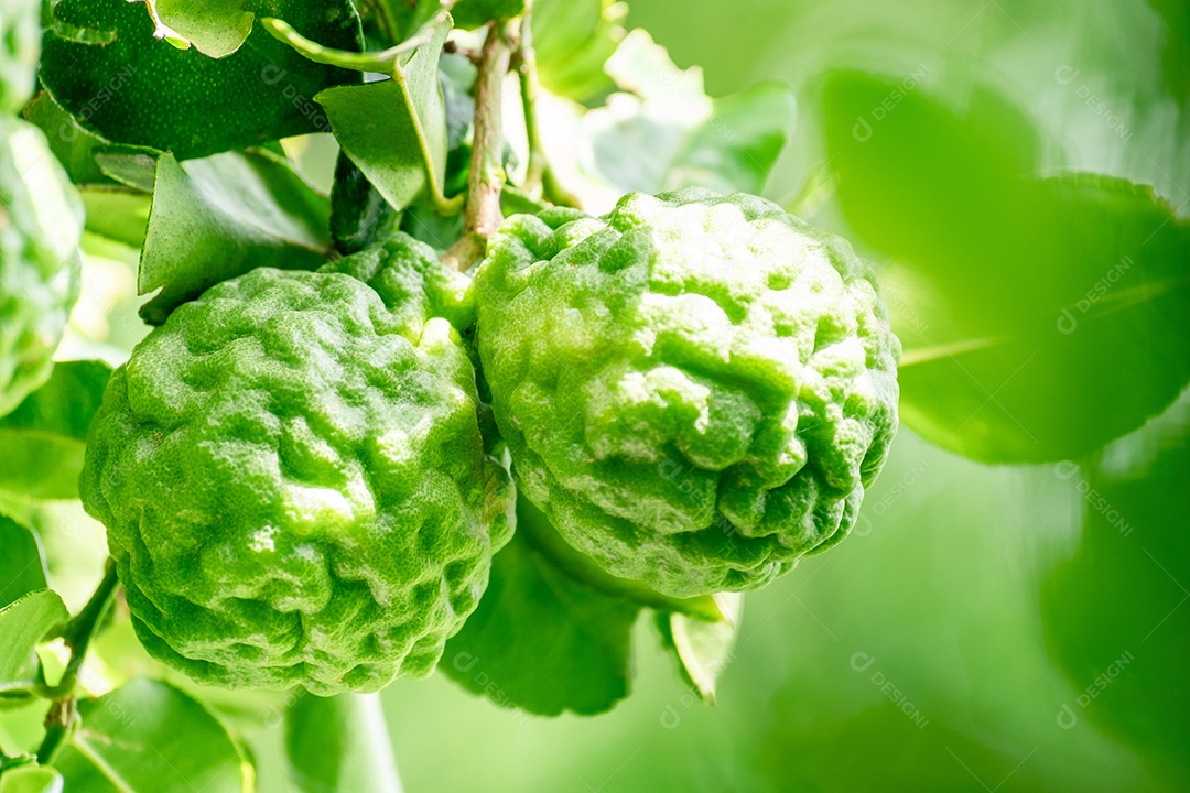 Galho carregado de frutas bergamota