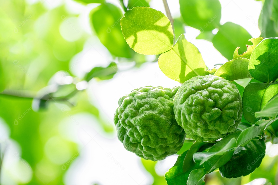 Árvore de bergamota nos galhos