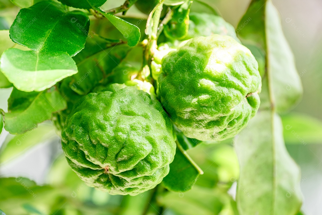 Árvore frutífera bergamota