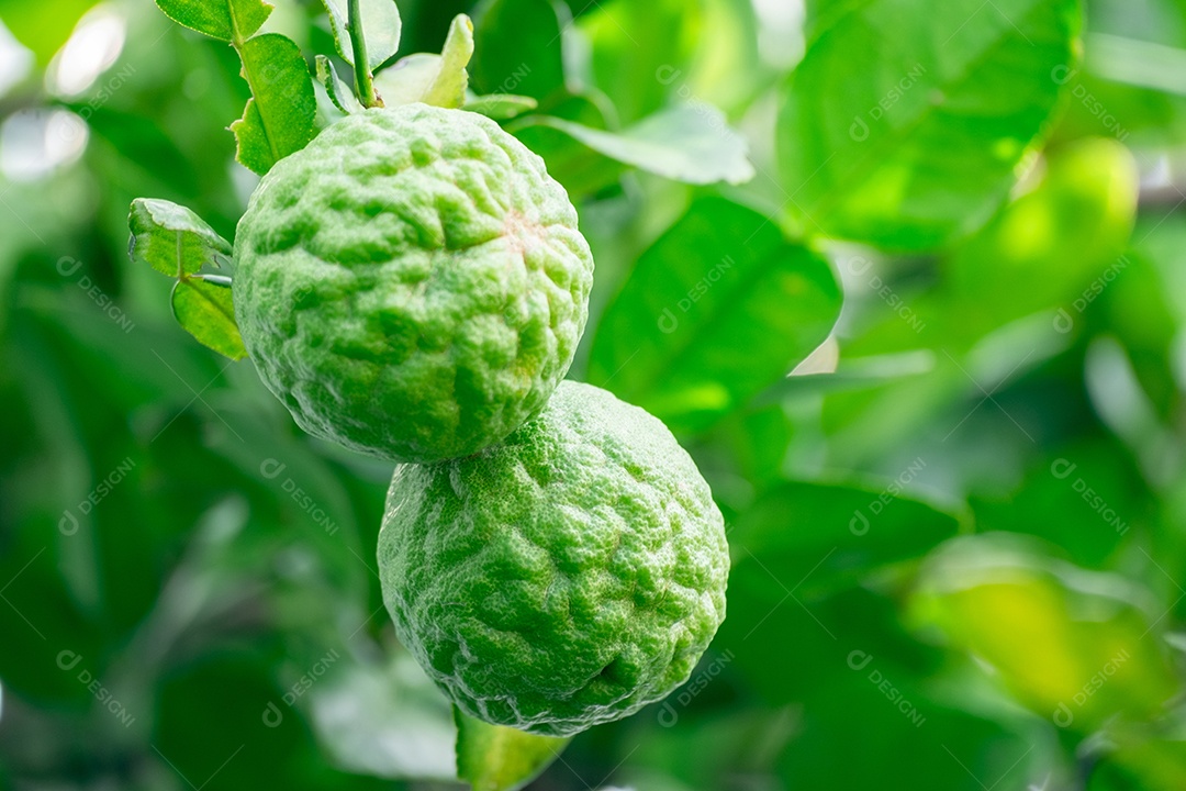 Galhos com bergamota