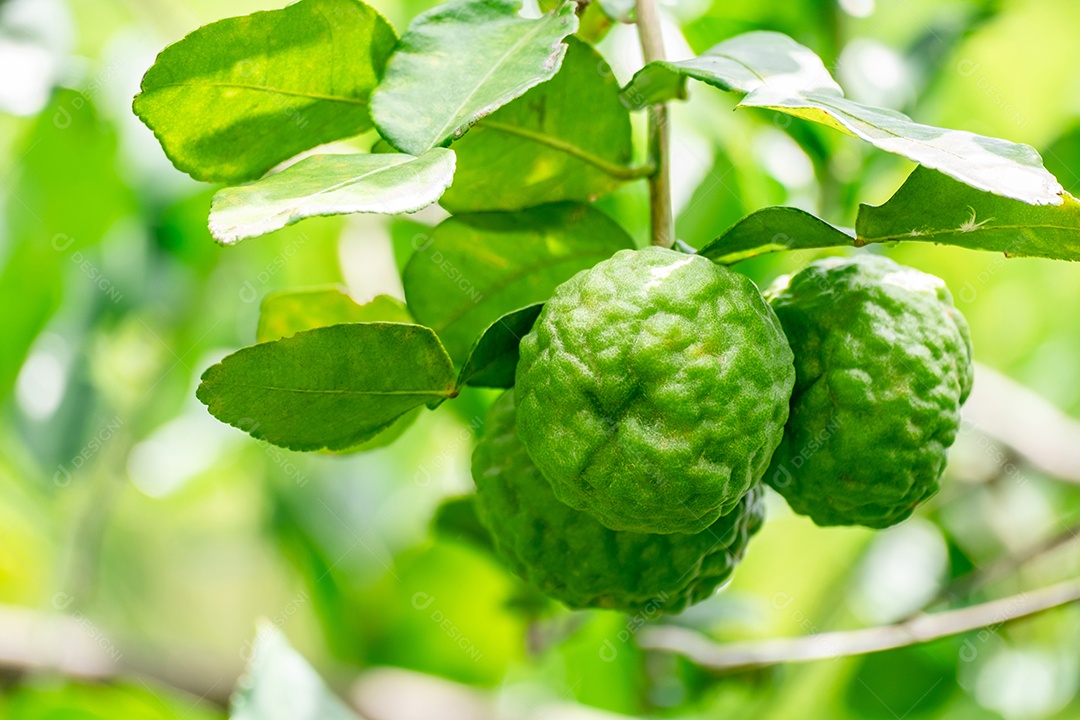 Galho com frutos bergamota