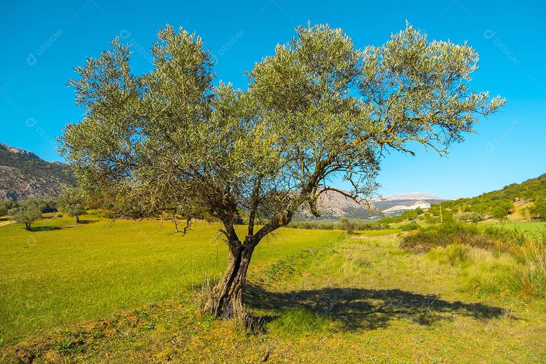 Oliveiras na zona rural de málaga espanha