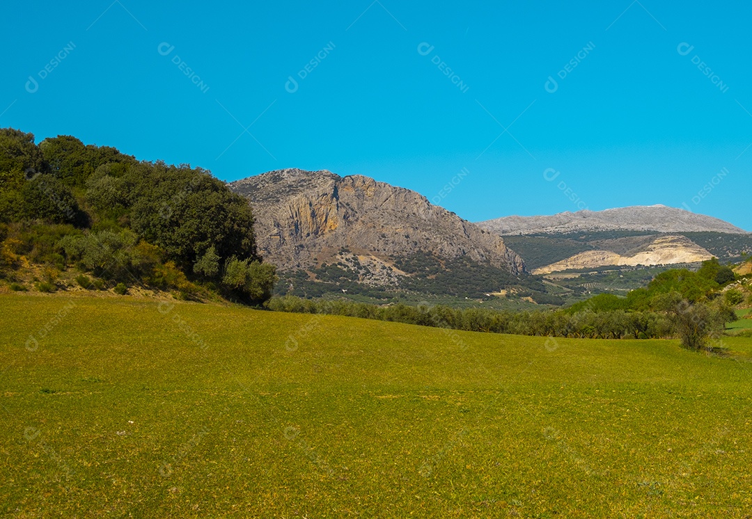 Oliveiras na zona rural de málaga espanha