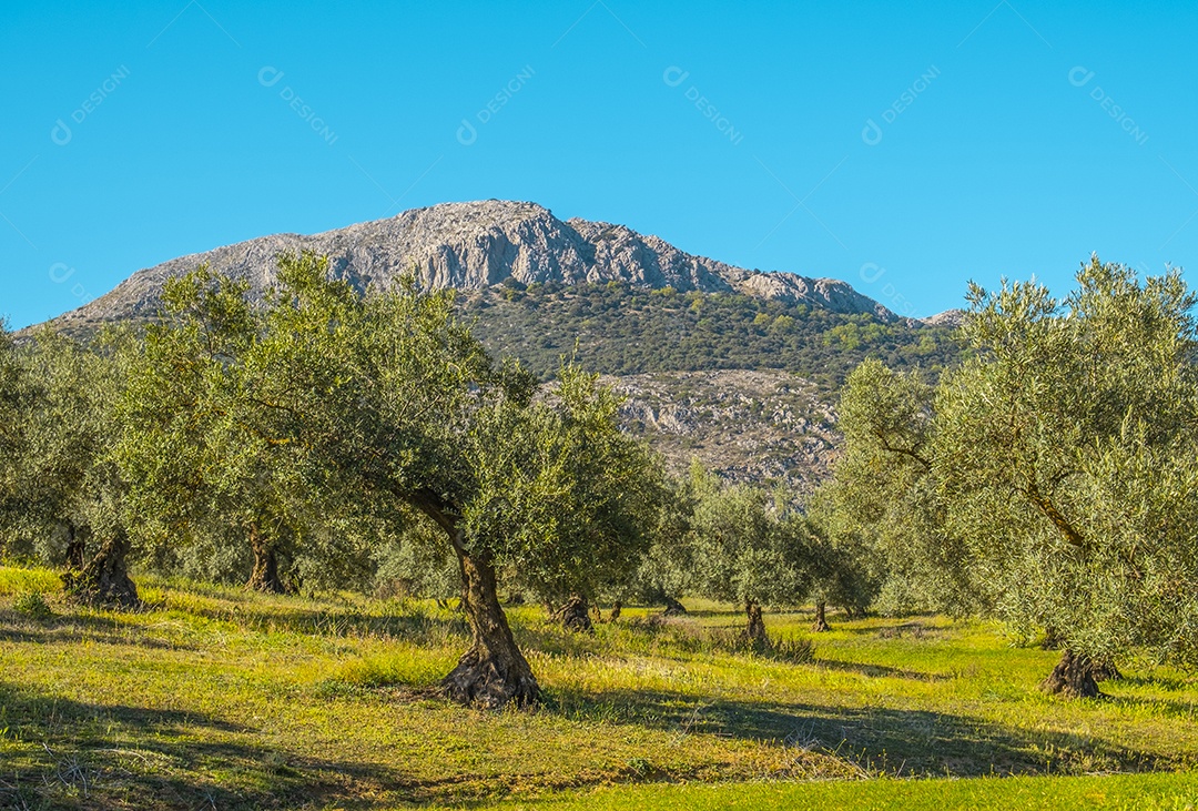 Oliveiras na zona rural de málaga espanha