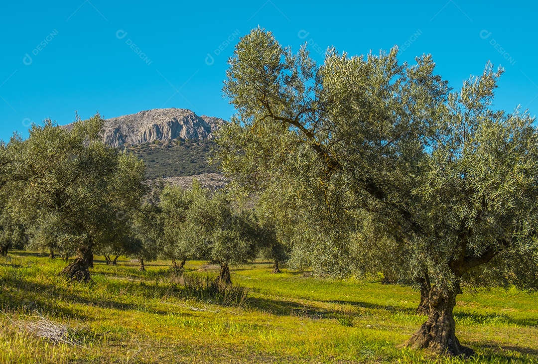 Oliveiras na zona rural de málaga espanha
