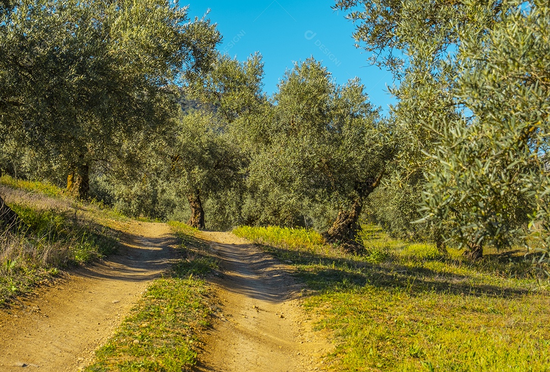 Oliveiras na zona rural de málaga espanha