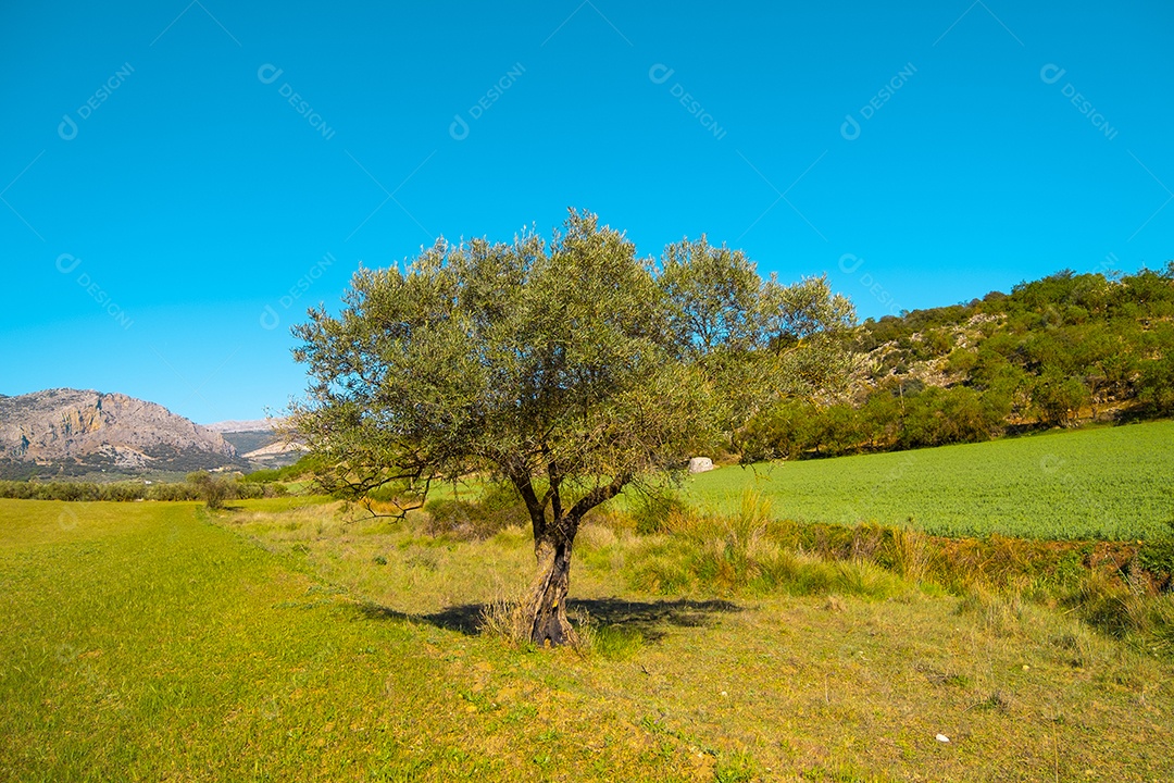 Oliveiras na zona rural de málaga espanha