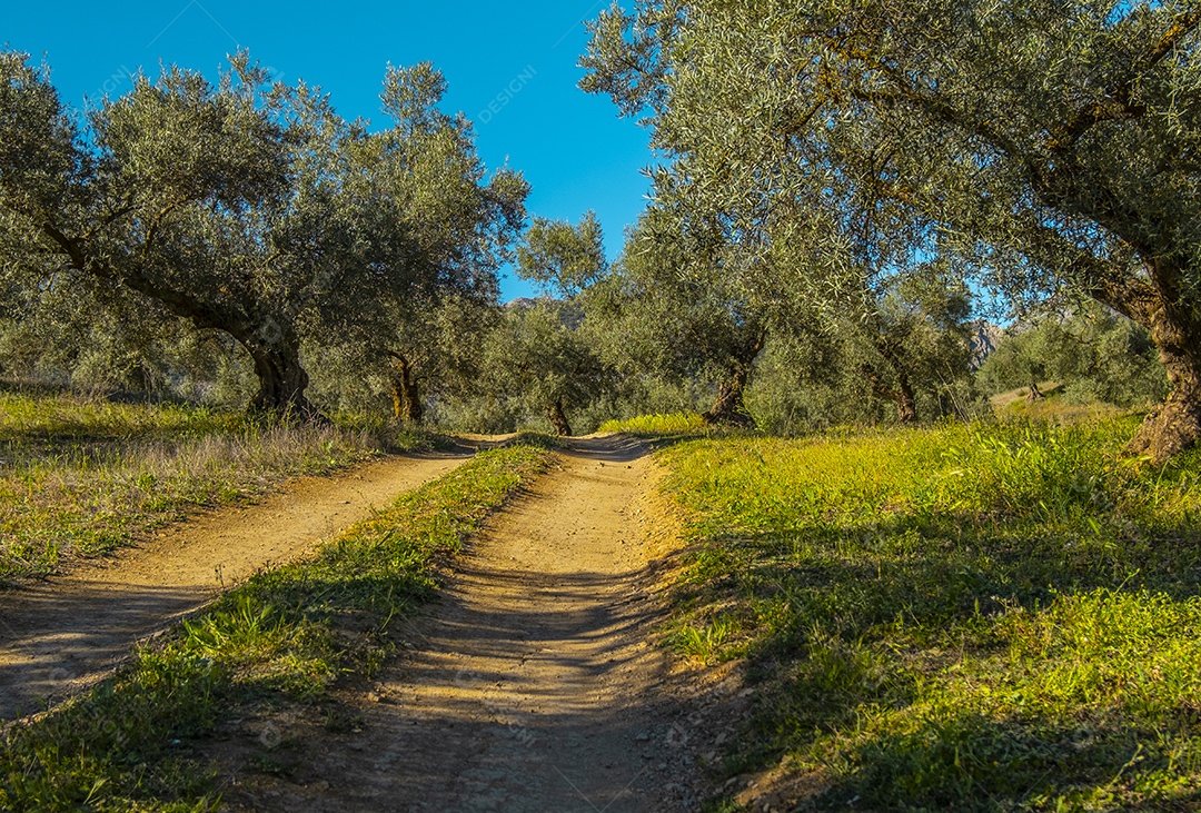 Oliveiras na zona rural de Malag Espanha