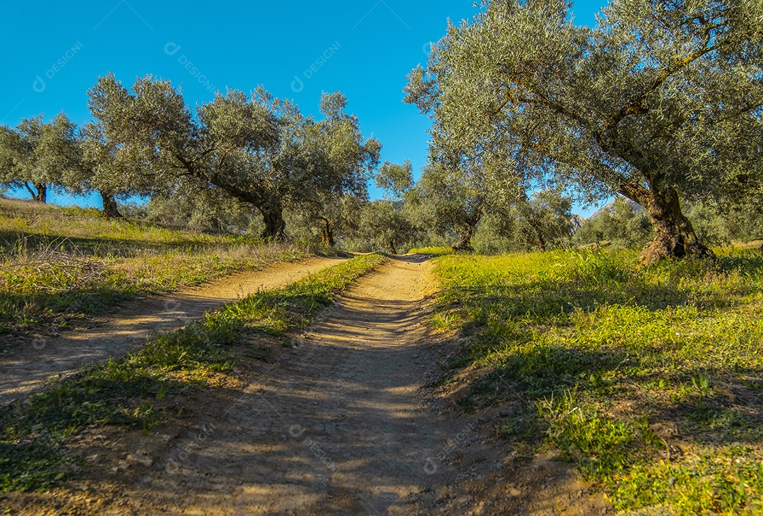 Oliveiras na zona rural de Malag Espanha