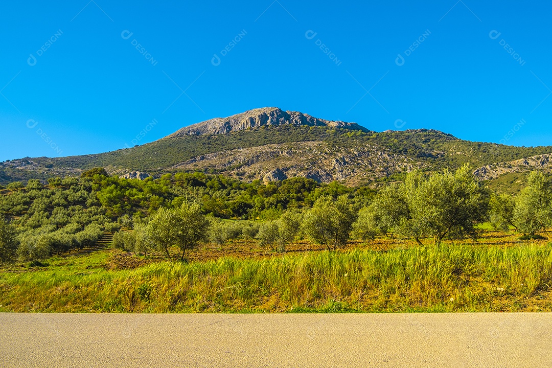 Oliveiras na zona rural de Malag Espanha