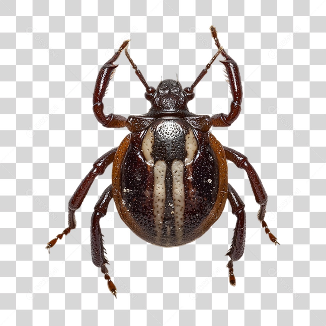 Insetos Pragas PNG Transparente