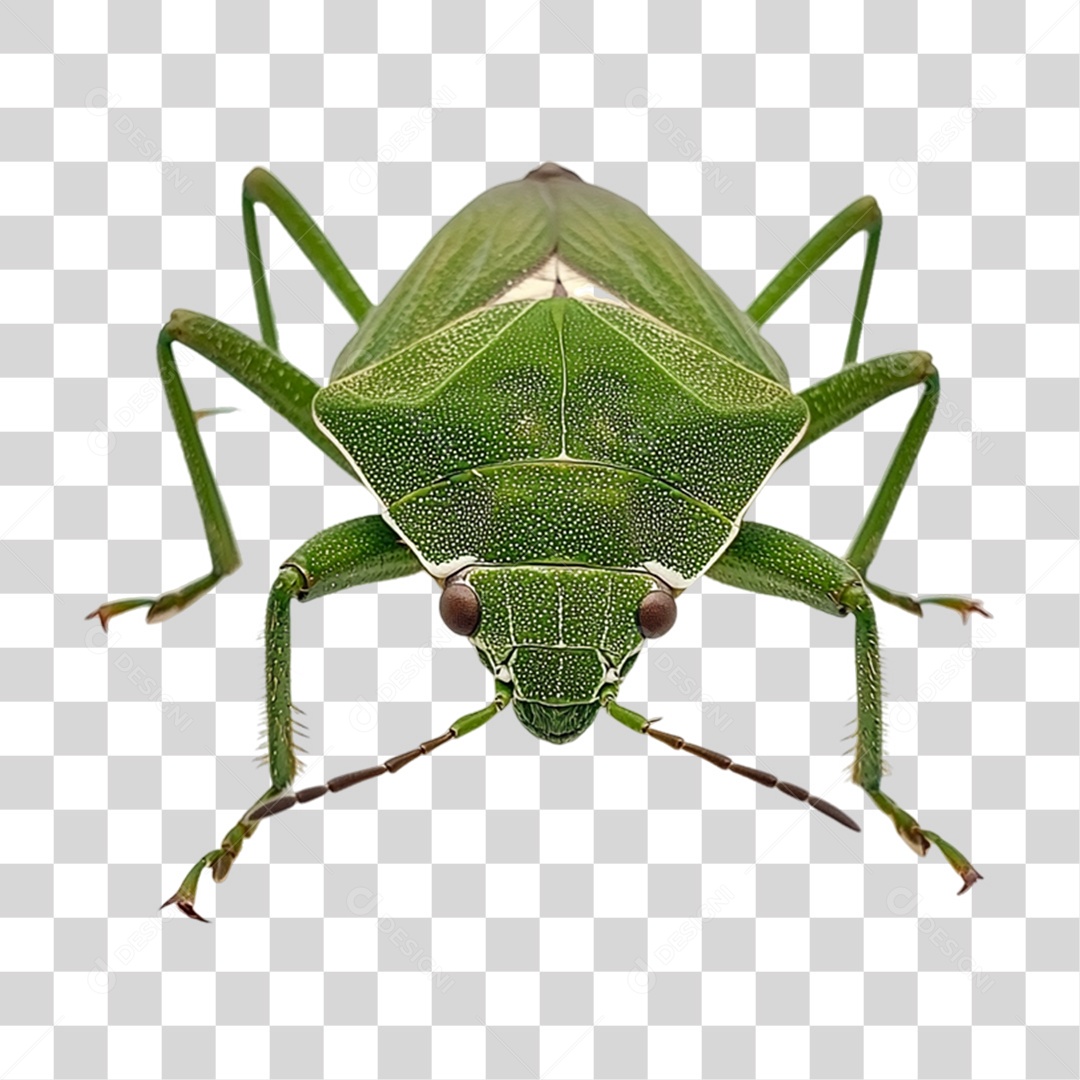 Insetos Pragas PNG Transparente