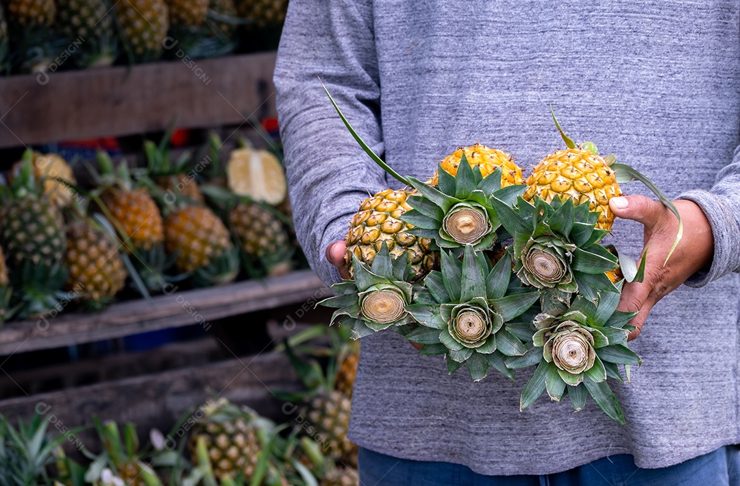 Pequeno abacaxi amarelo maduro na mão de homem