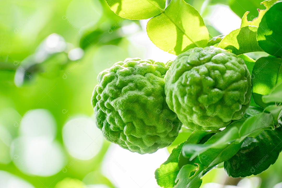 Galhos de bergamota lindos e suculentos