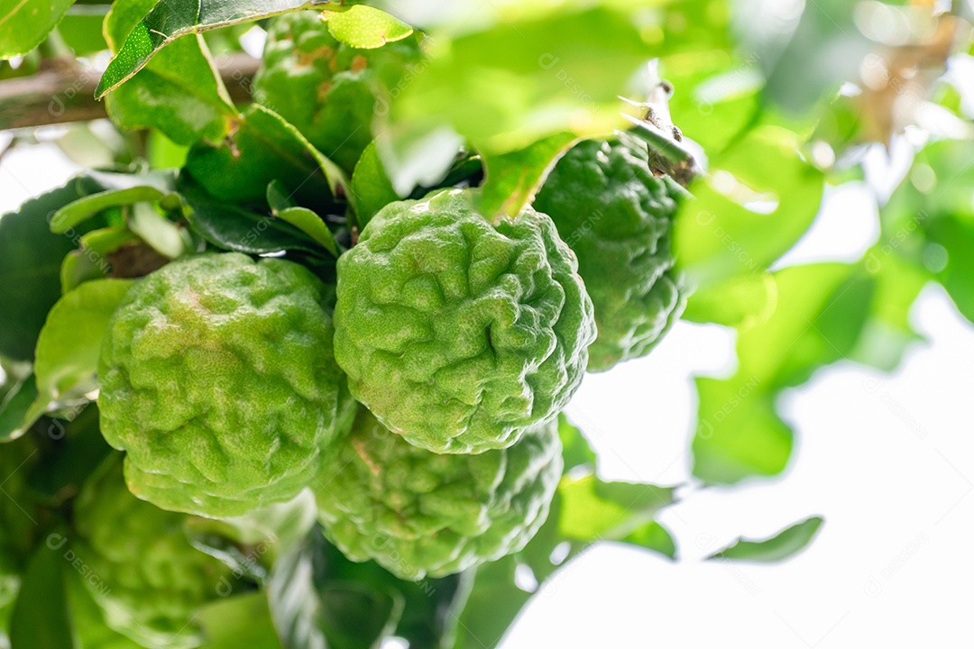 Galhos com frutas de bergamota