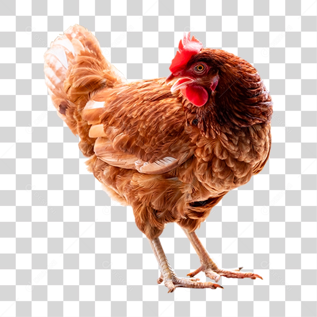 Galinha Animal Aves PNG Transparente