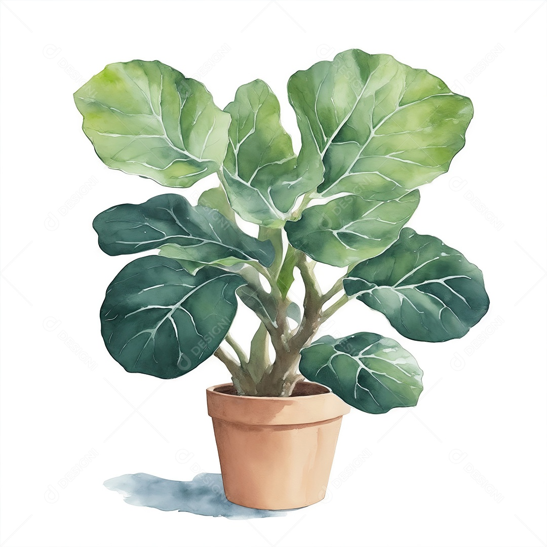 Folhas de violino figo plantas no vaso aquarela