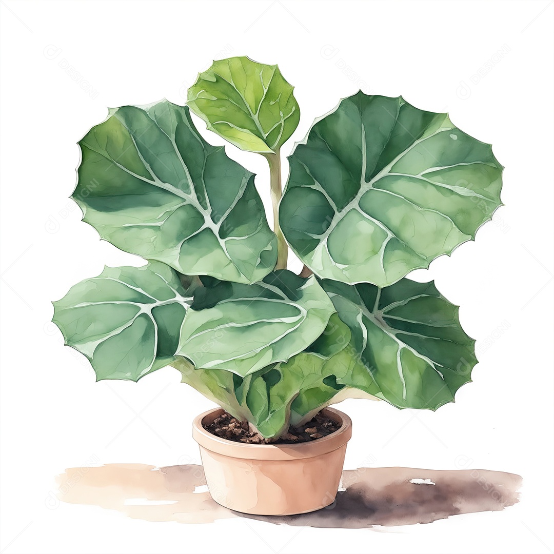 Folhas de violino figo plantas no vaso aquarela