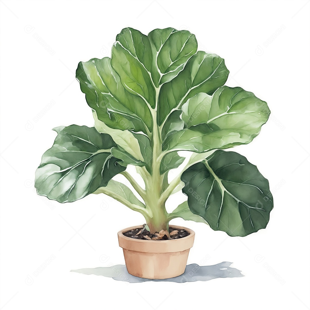 Folhas de violino figo plantas no vaso aquarela