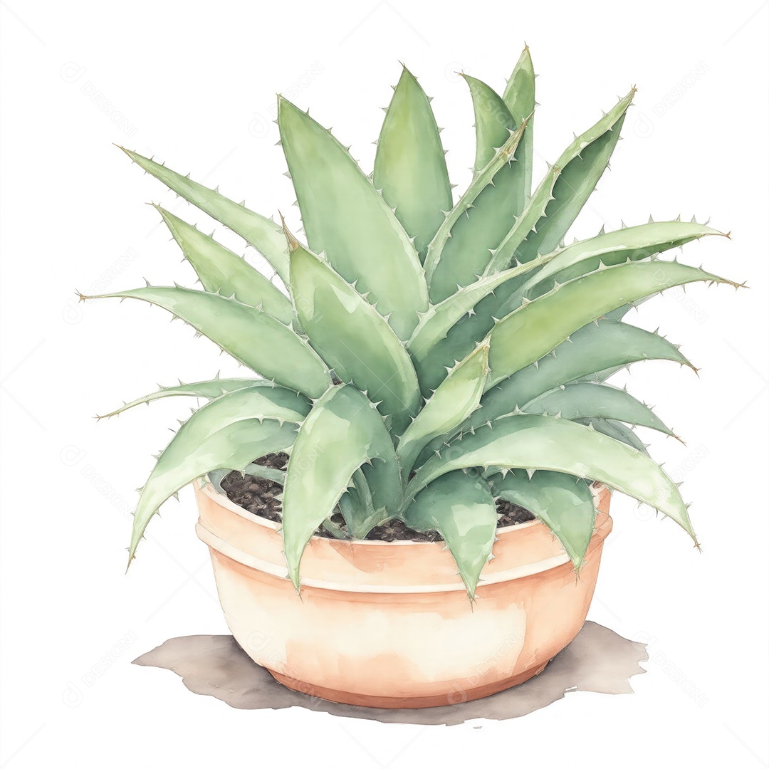 Plantas de Aloe Vera no vaso aquarela sobre fundo branco