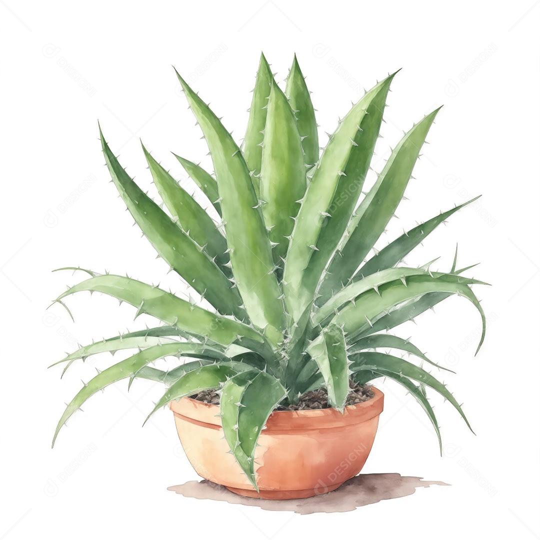Plantas de Aloe Vera no vaso aquarela sobre fundo branco