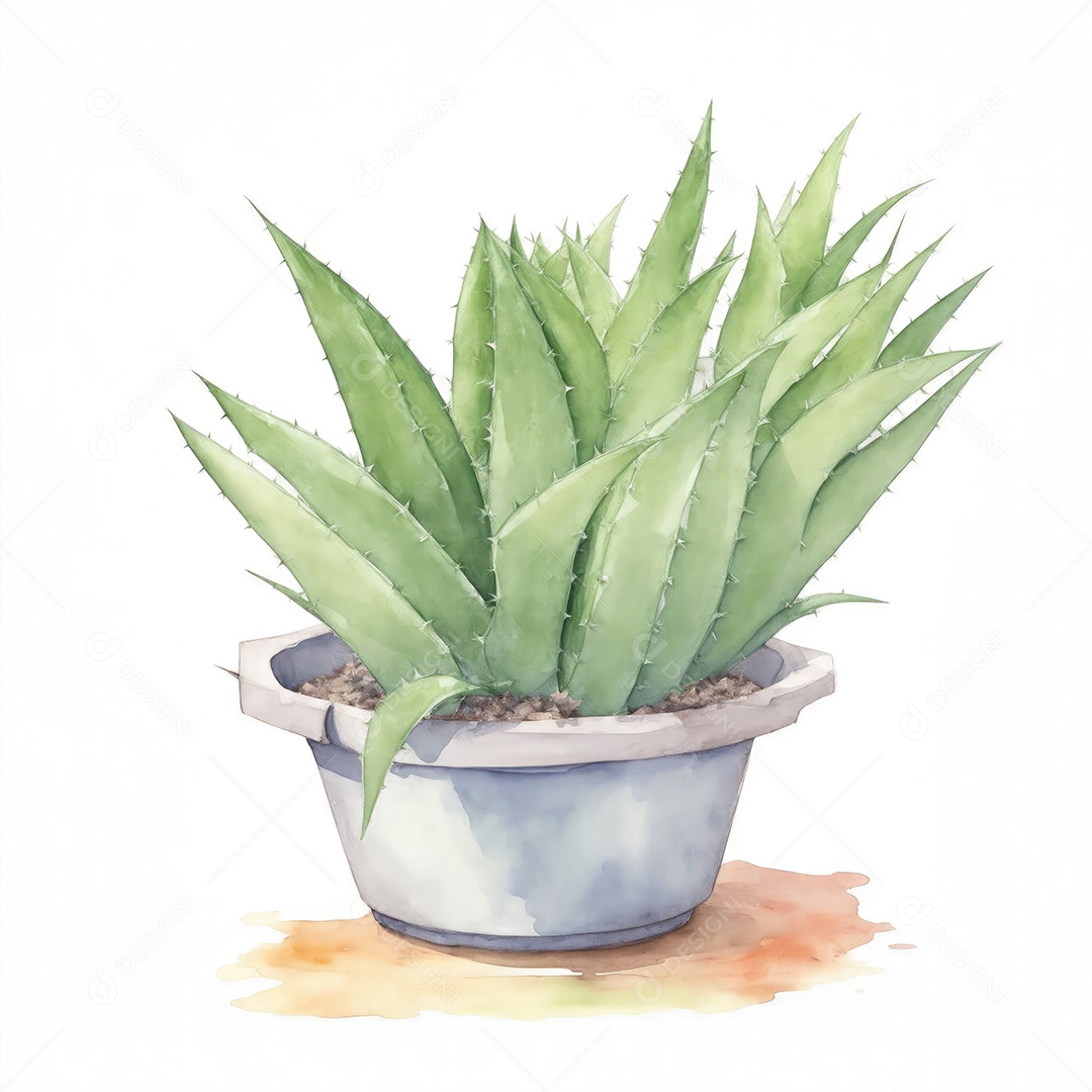 Plantas de Aloe Vera no vaso aquarela sobre fundo branco