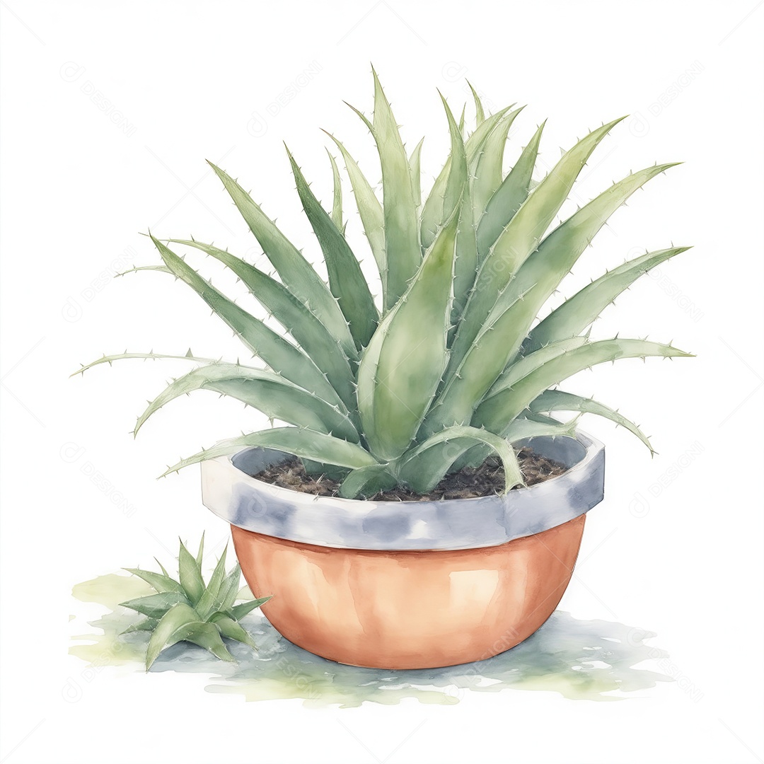 Plantas de Aloe Vera no vaso aquarela sobre fundo branco