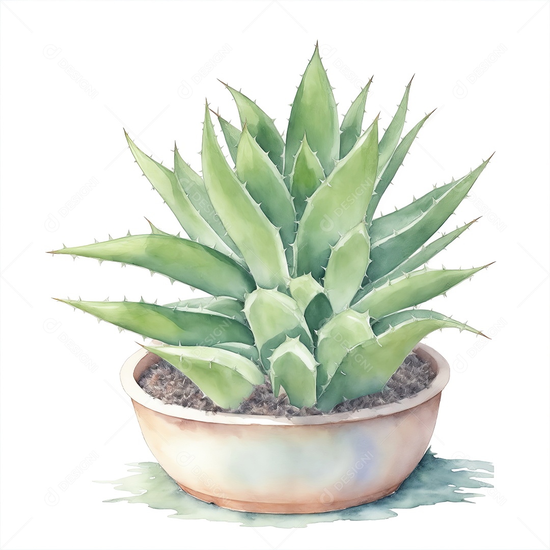 Plantas de Aloe Vera no vaso aquarela sobre fundo branco