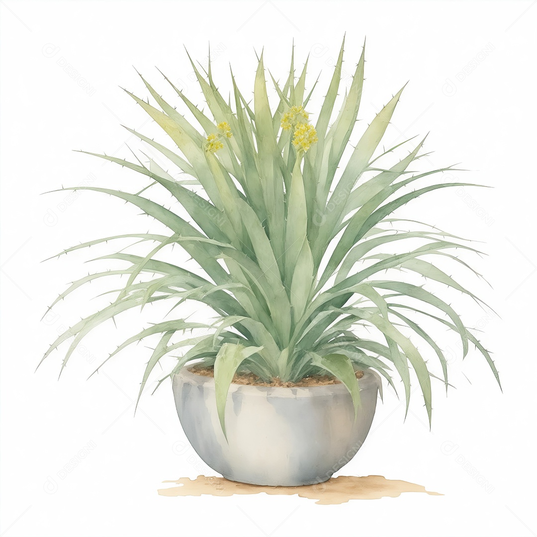 Plantas de yucca na panela aquarela sobre fundo branco