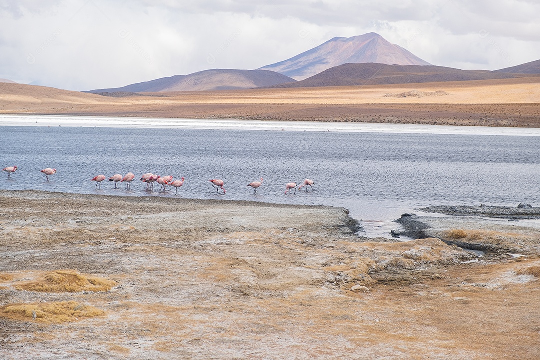 Flamingos em um lago com montanhas ao fundo