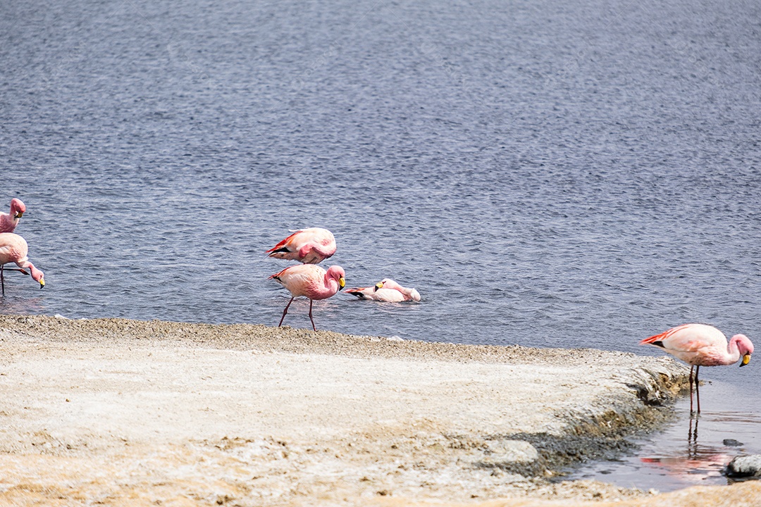 Flamingos em um lago com montanhas ao fundo