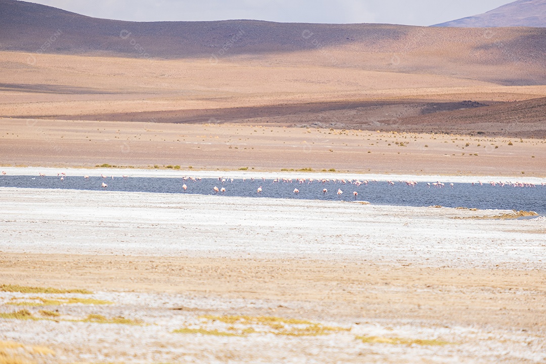 Linda paisagem no deserto com um lago