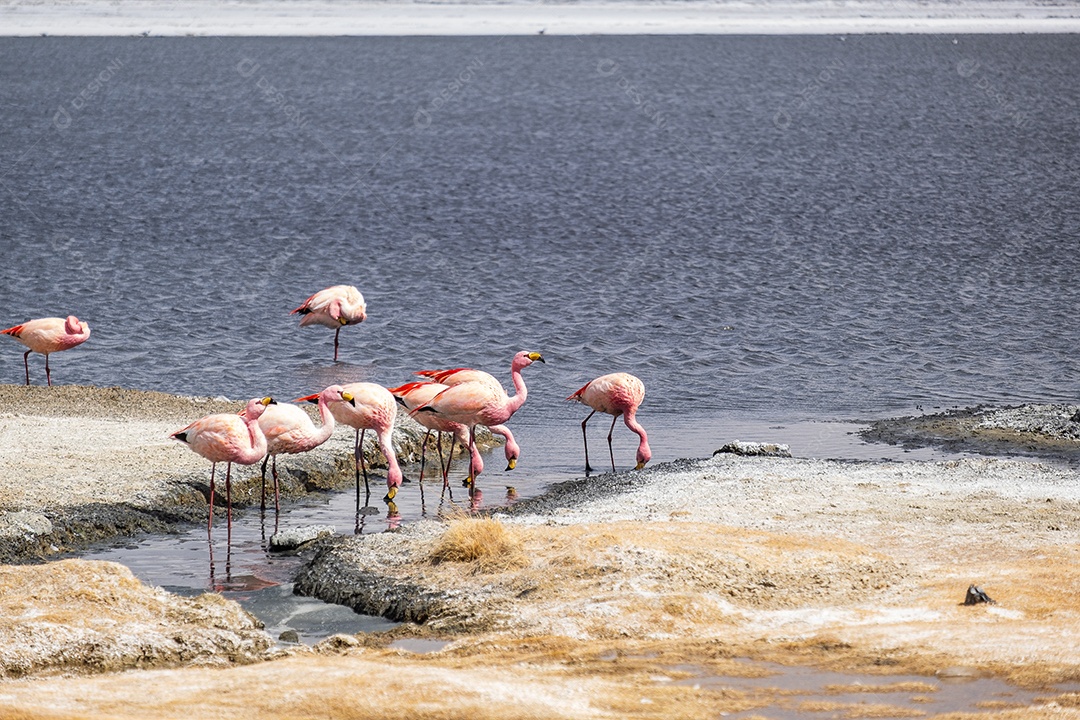 Lagoa com flamingos e montanhas ao fundo no Altiplano boliviano